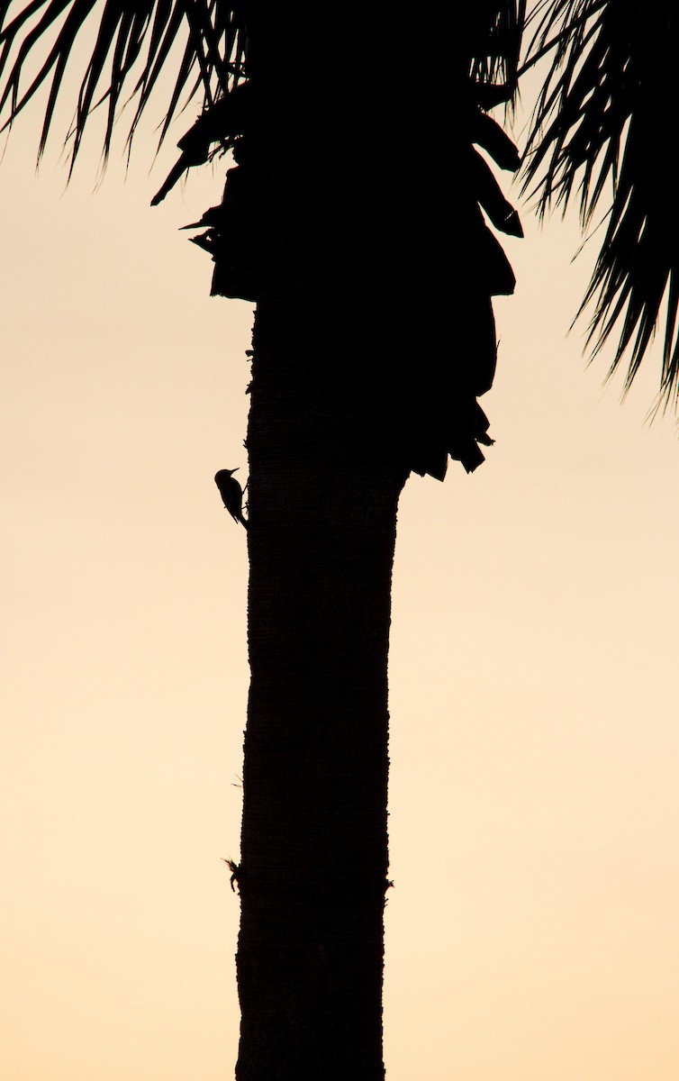 Golden-fronted Woodpecker (Northern) - ML618053351
