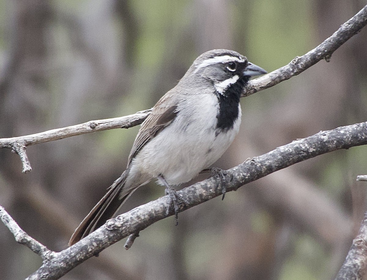 Black-throated Sparrow - ML618053352