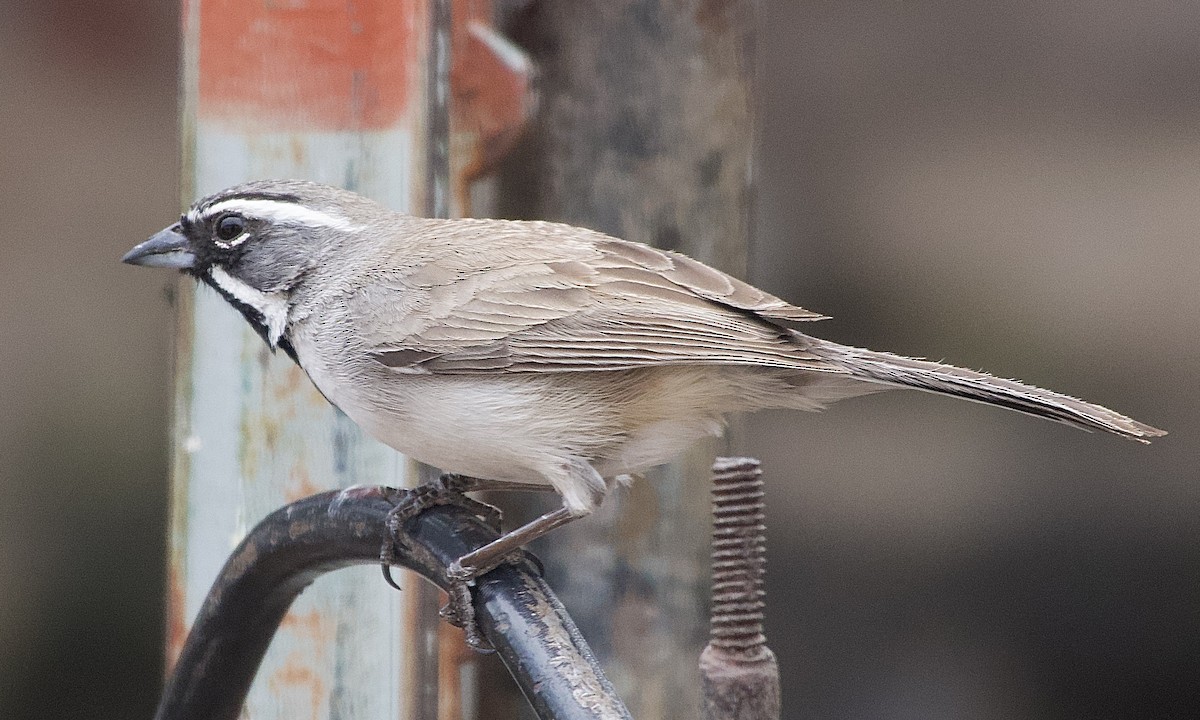 Black-throated Sparrow - Gary Bloomfield