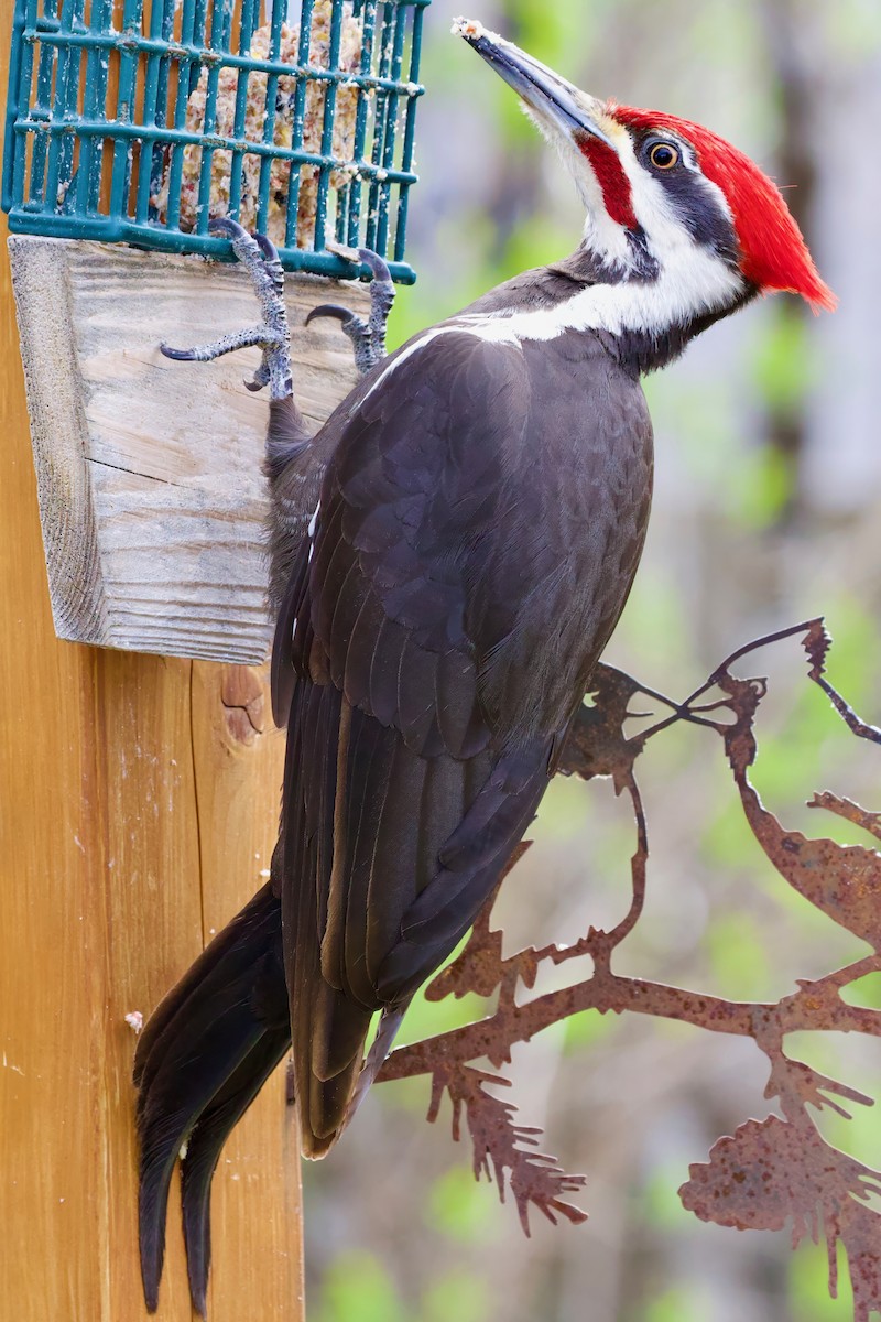 Pileated Woodpecker - ML618053356