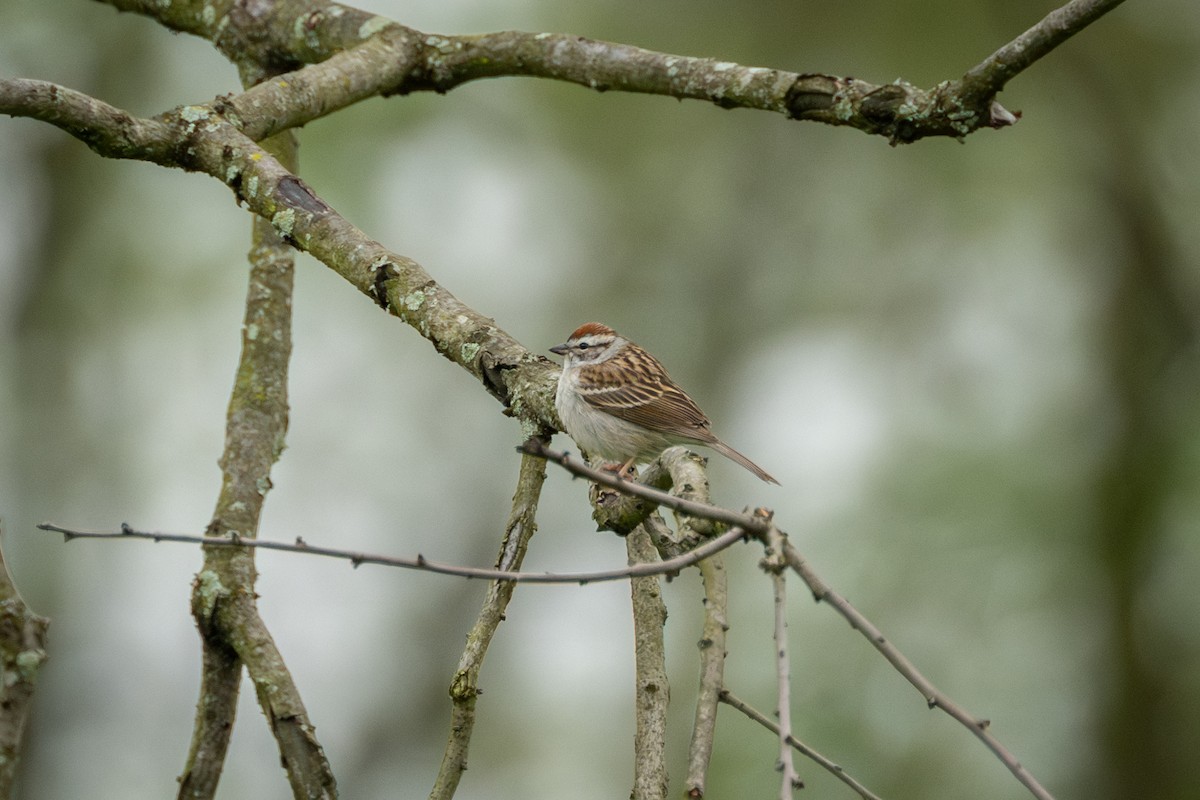 Chipping Sparrow - Brian Fleming