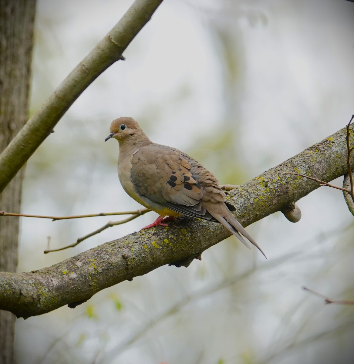Mourning Dove - Brian Lineaweaver