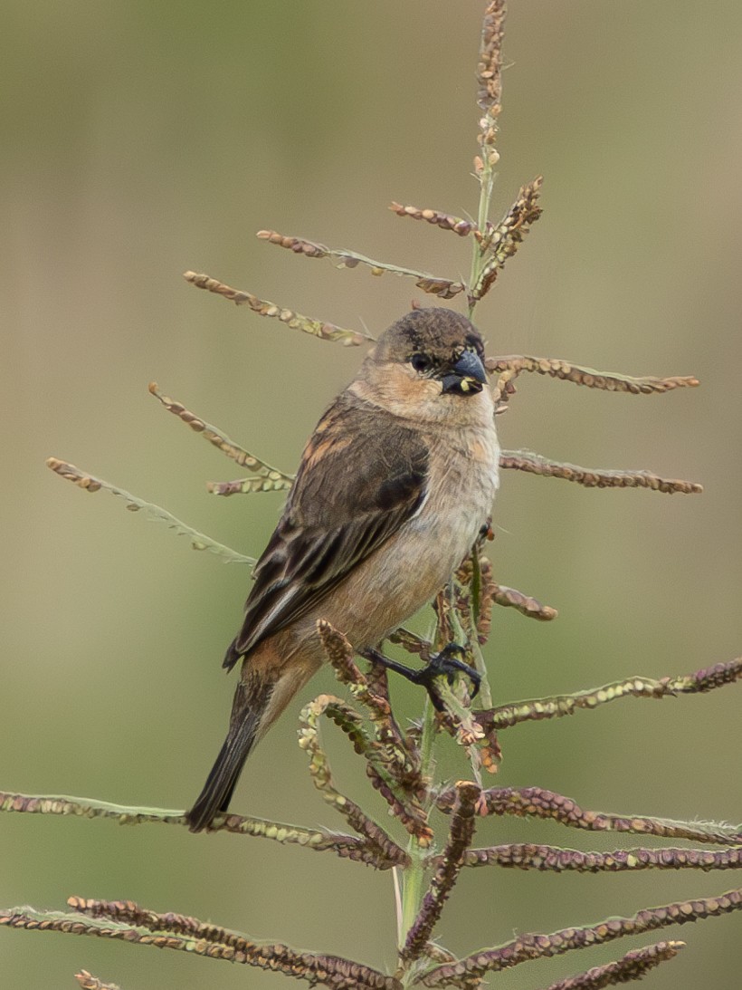 Copper Seedeater - ML618053412