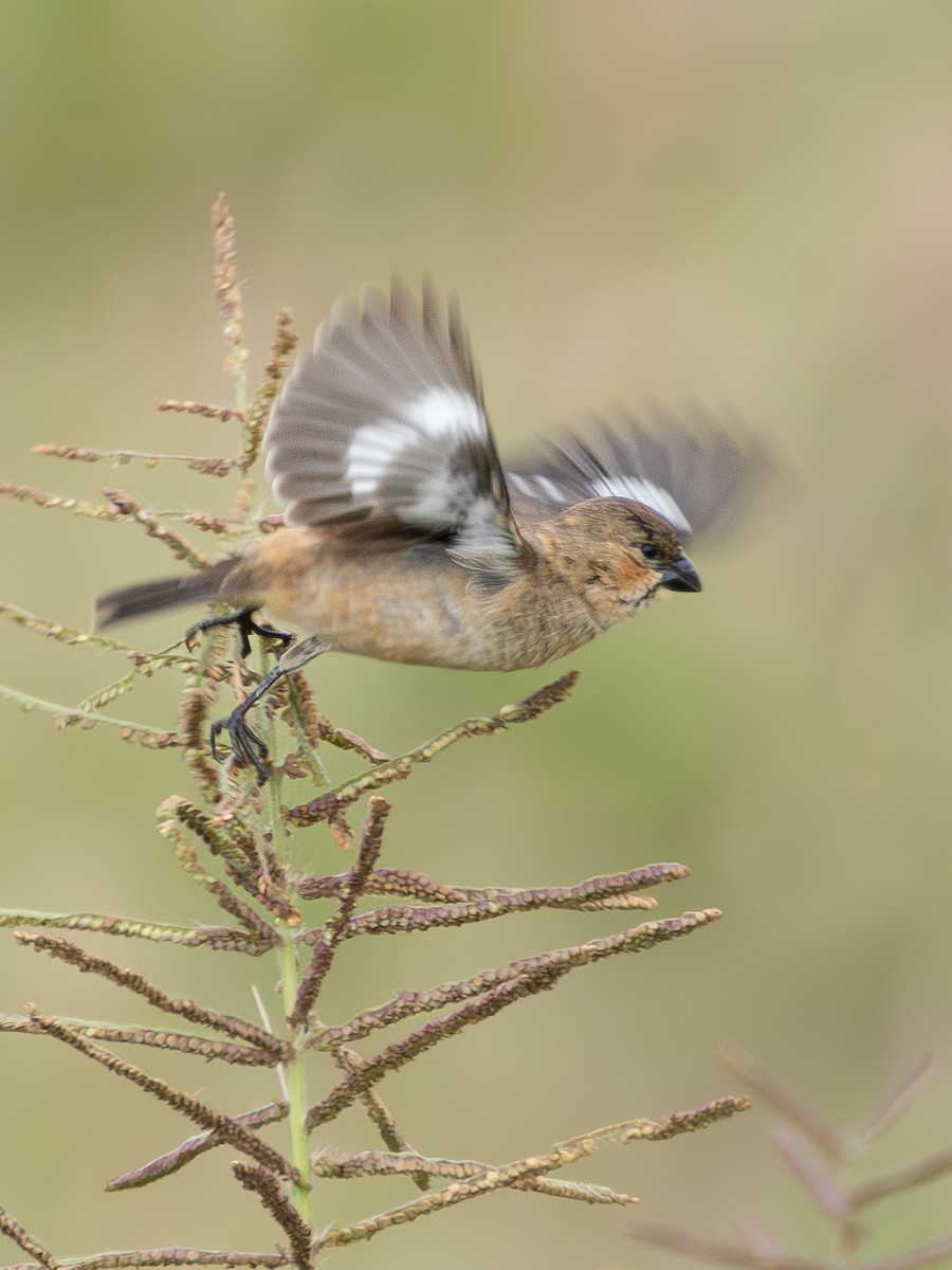 Copper Seedeater - ML618053414