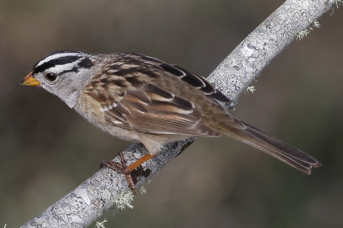White-crowned Sparrow - ML618053438