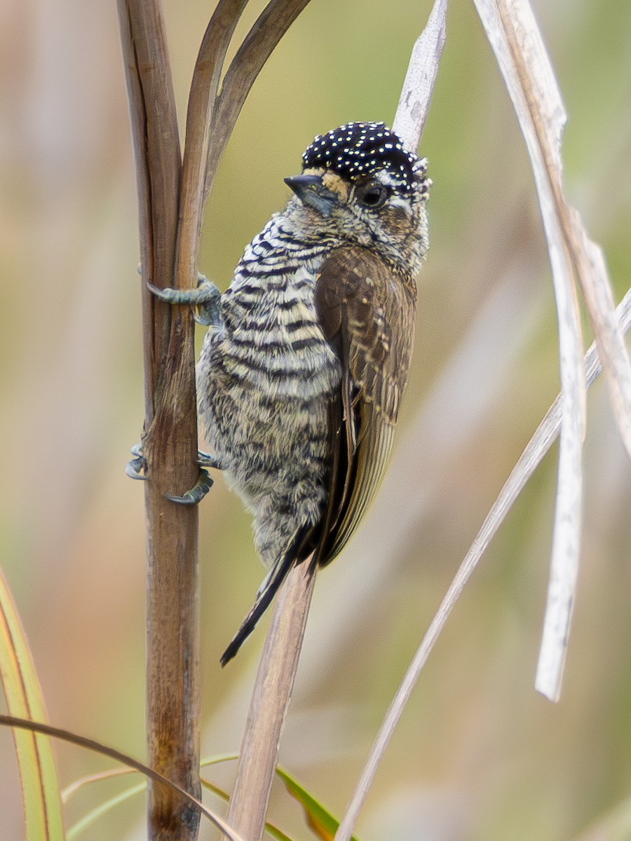 White-barred Piculet - ML618053480