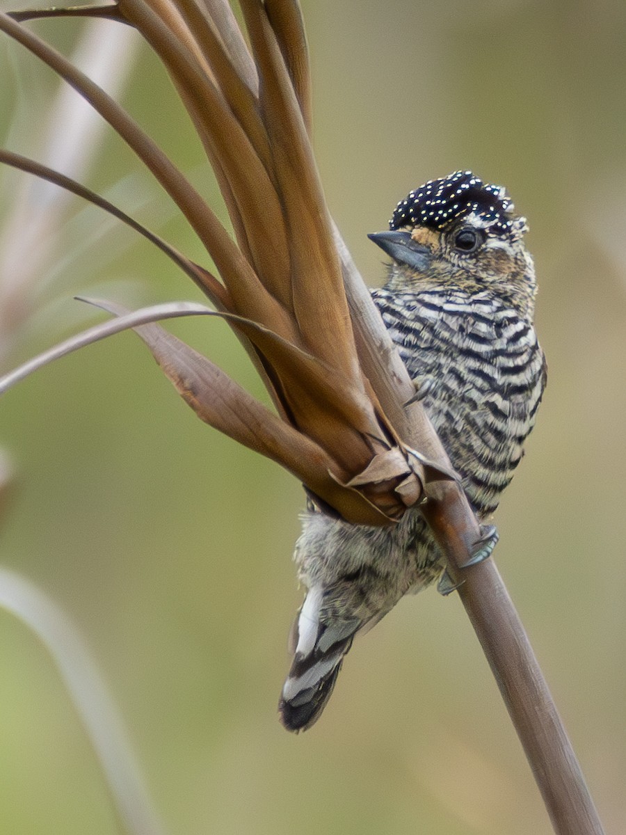 White-barred Piculet - ML618053481