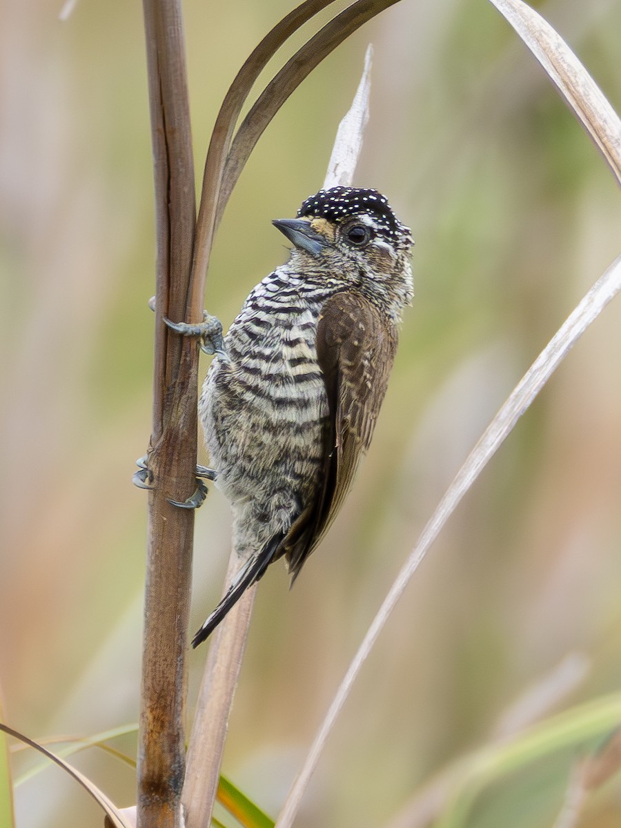 White-barred Piculet - ML618053483