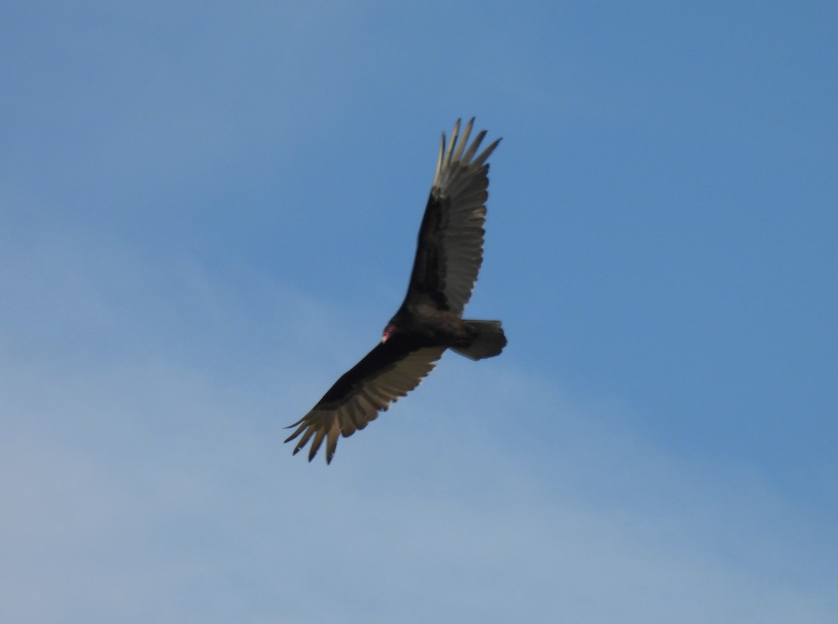 Turkey Vulture - Jennifer Wilson-Pines