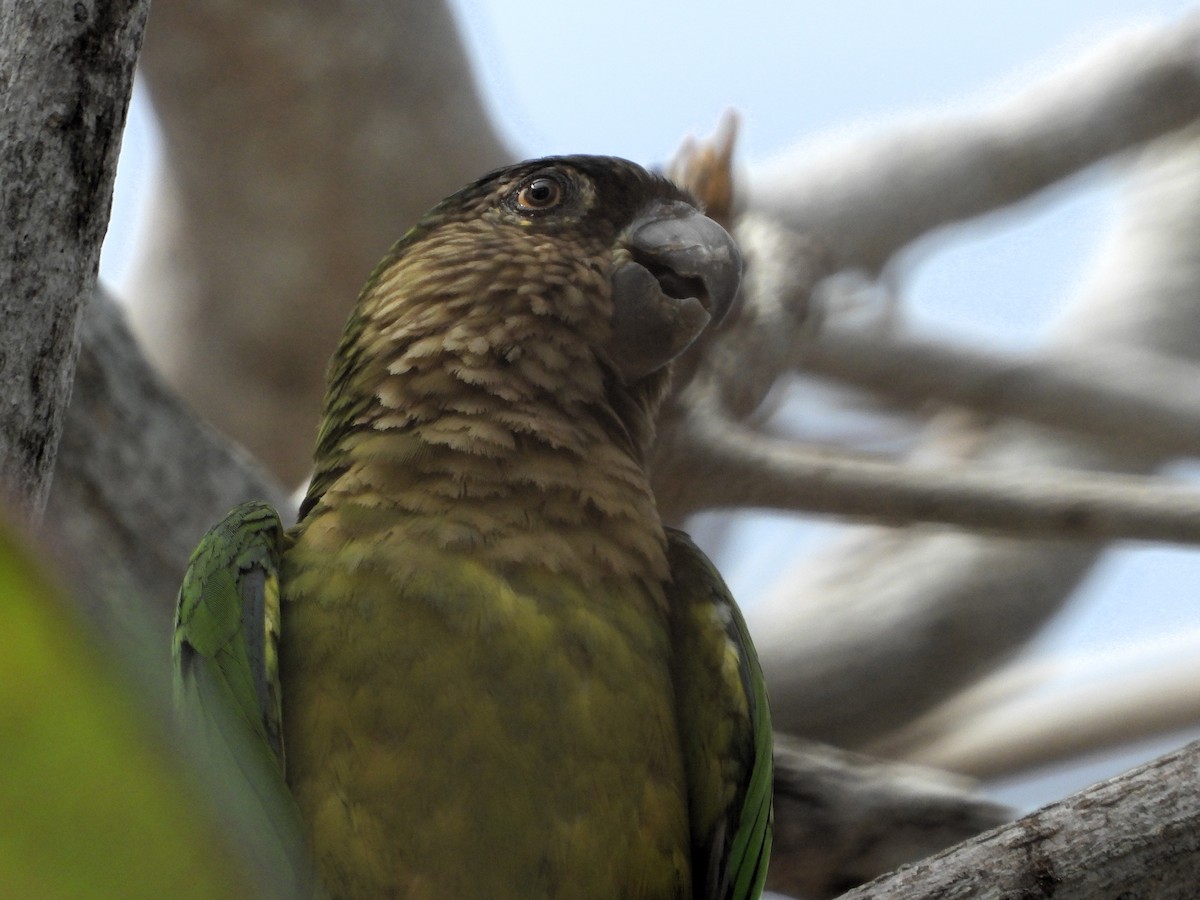 Brown-throated Parakeet - ML618053505