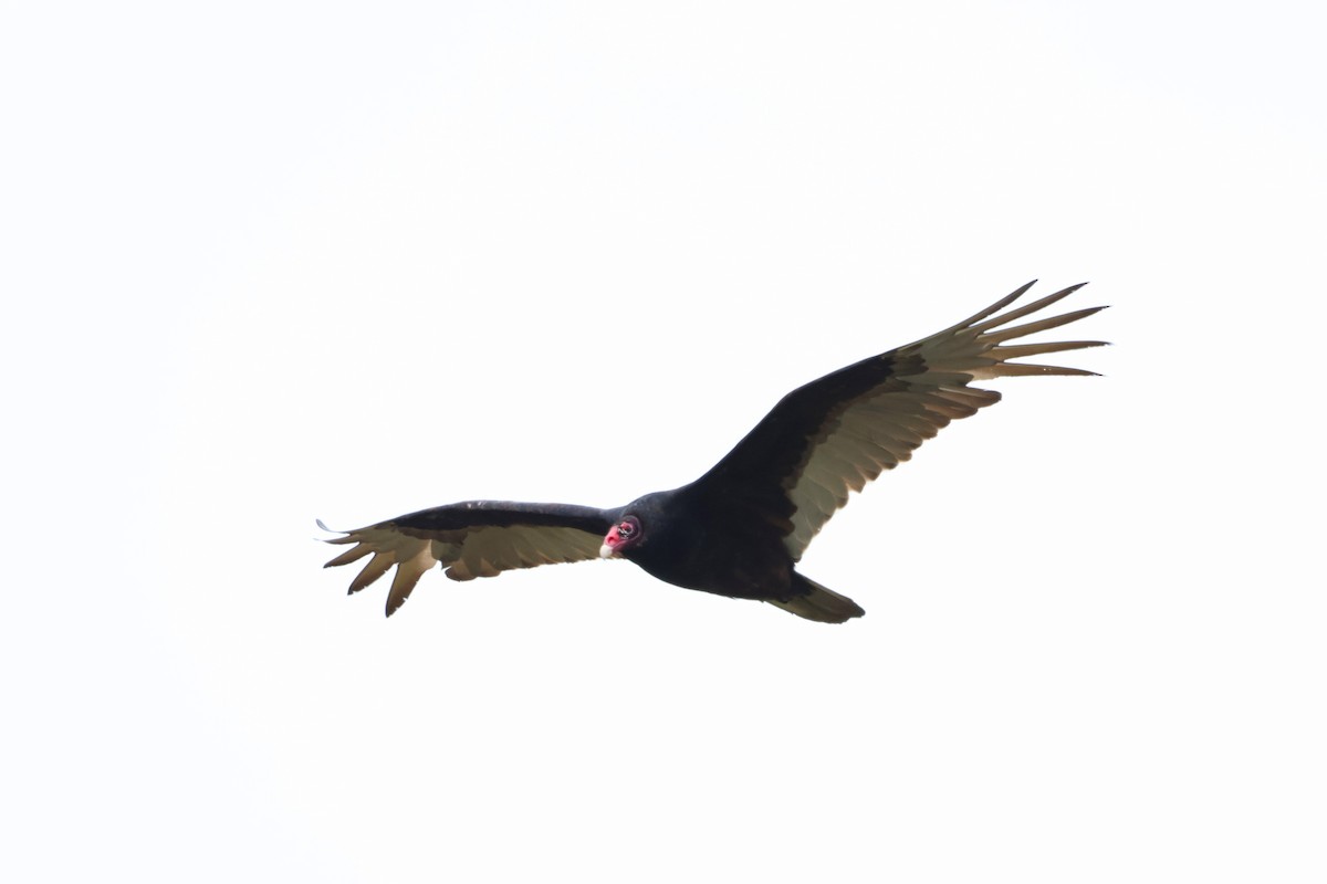 Turkey Vulture - Steve Decker