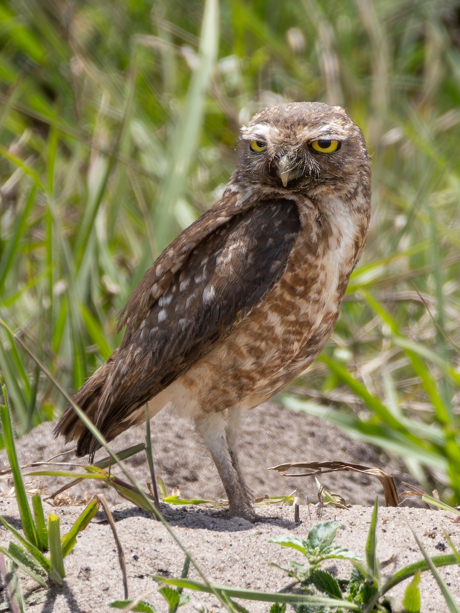 Burrowing Owl - ML618053534
