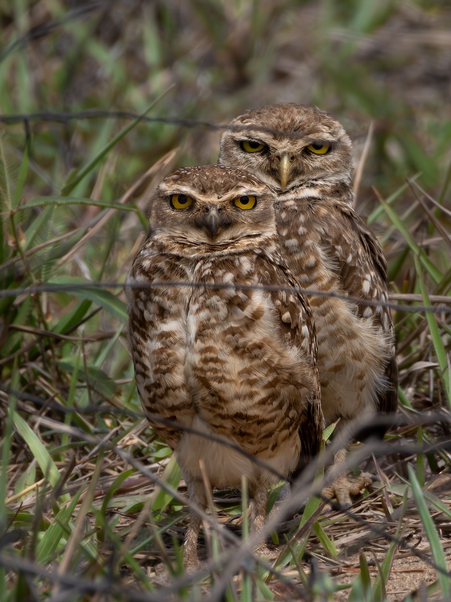 Burrowing Owl - Christine Mazaracki