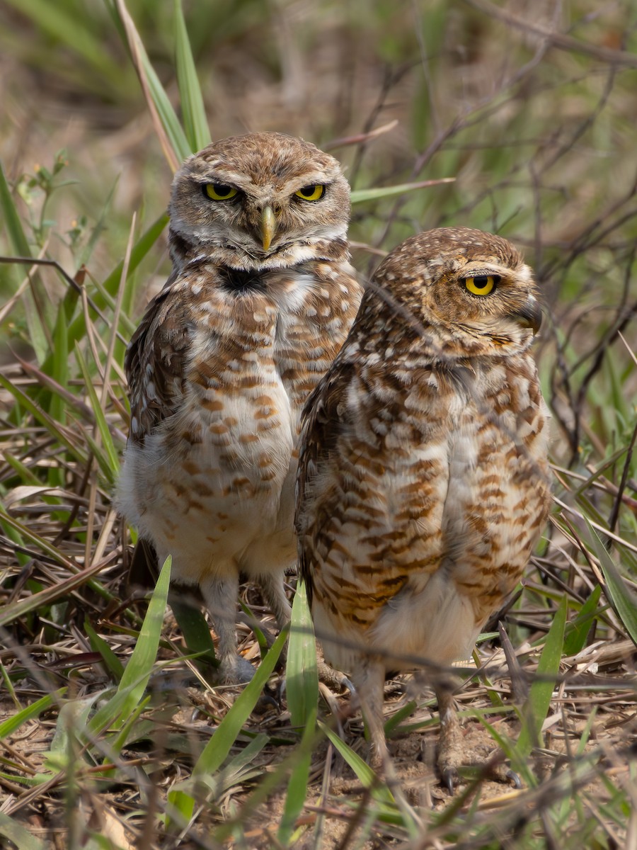 Burrowing Owl - ML618053536
