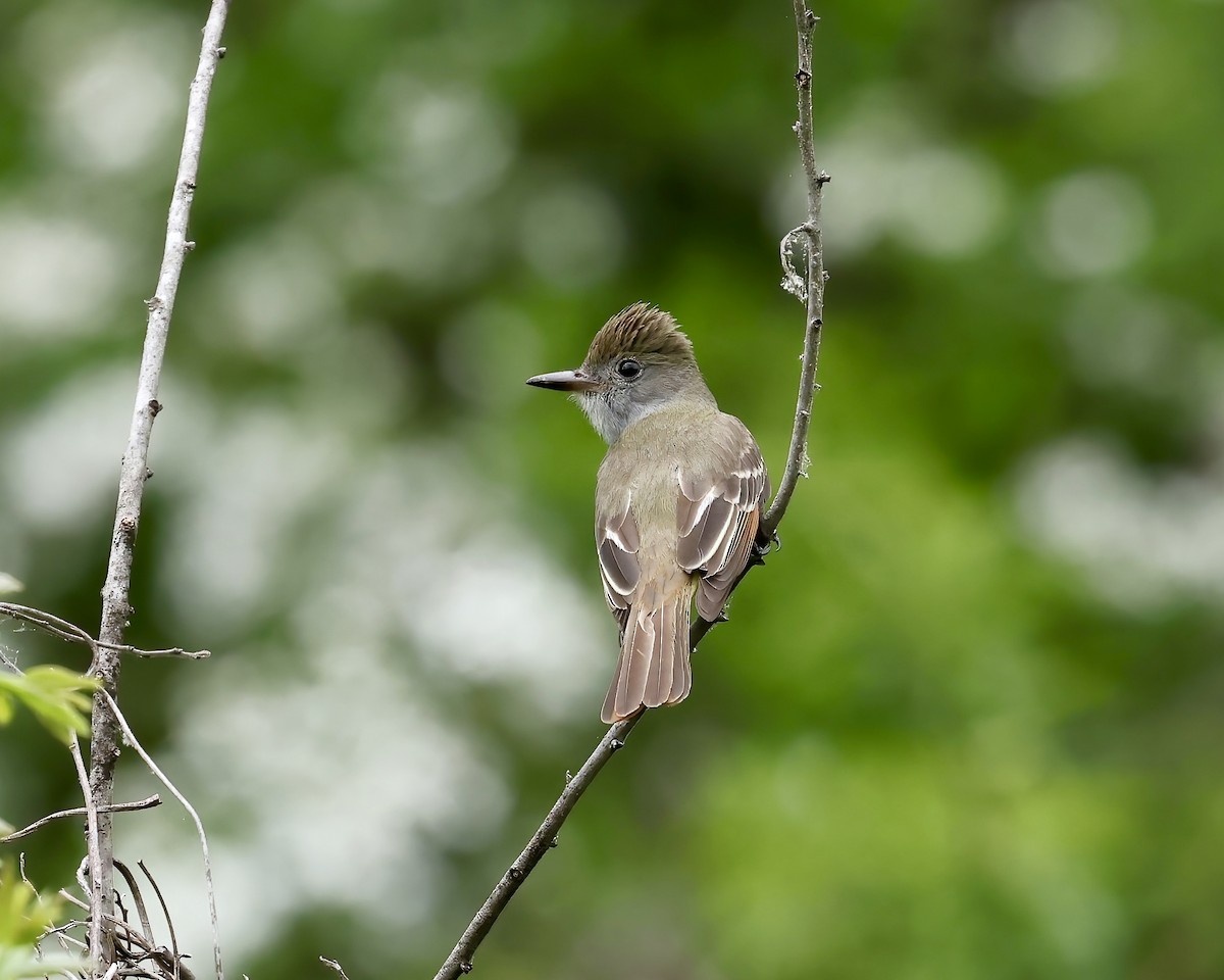 Great Crested Flycatcher - ML618053559