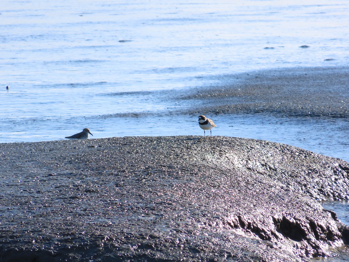 Semipalmated Plover - ML618053591
