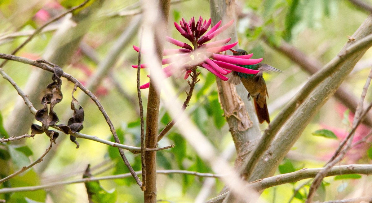 Buff-bellied Hummingbird - Nathan Tea