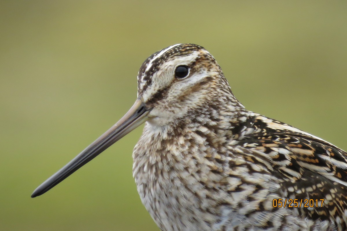 Common Snipe - Paul Wolter