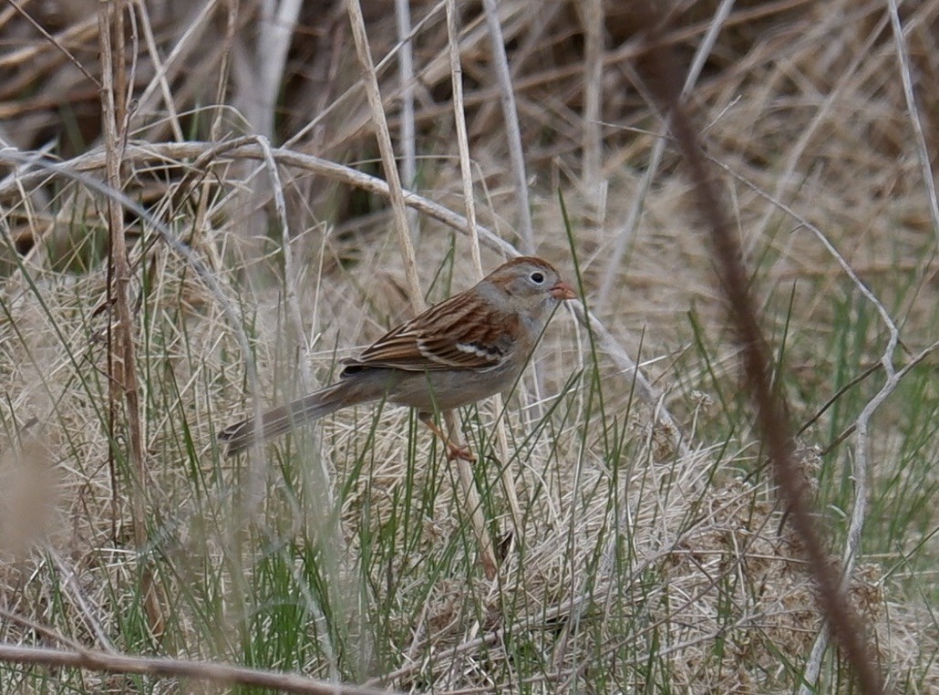 Field Sparrow - ML618053620