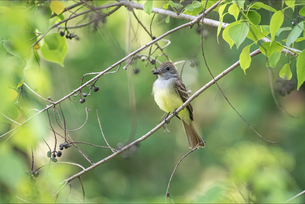 Great Crested Flycatcher - ML618053636