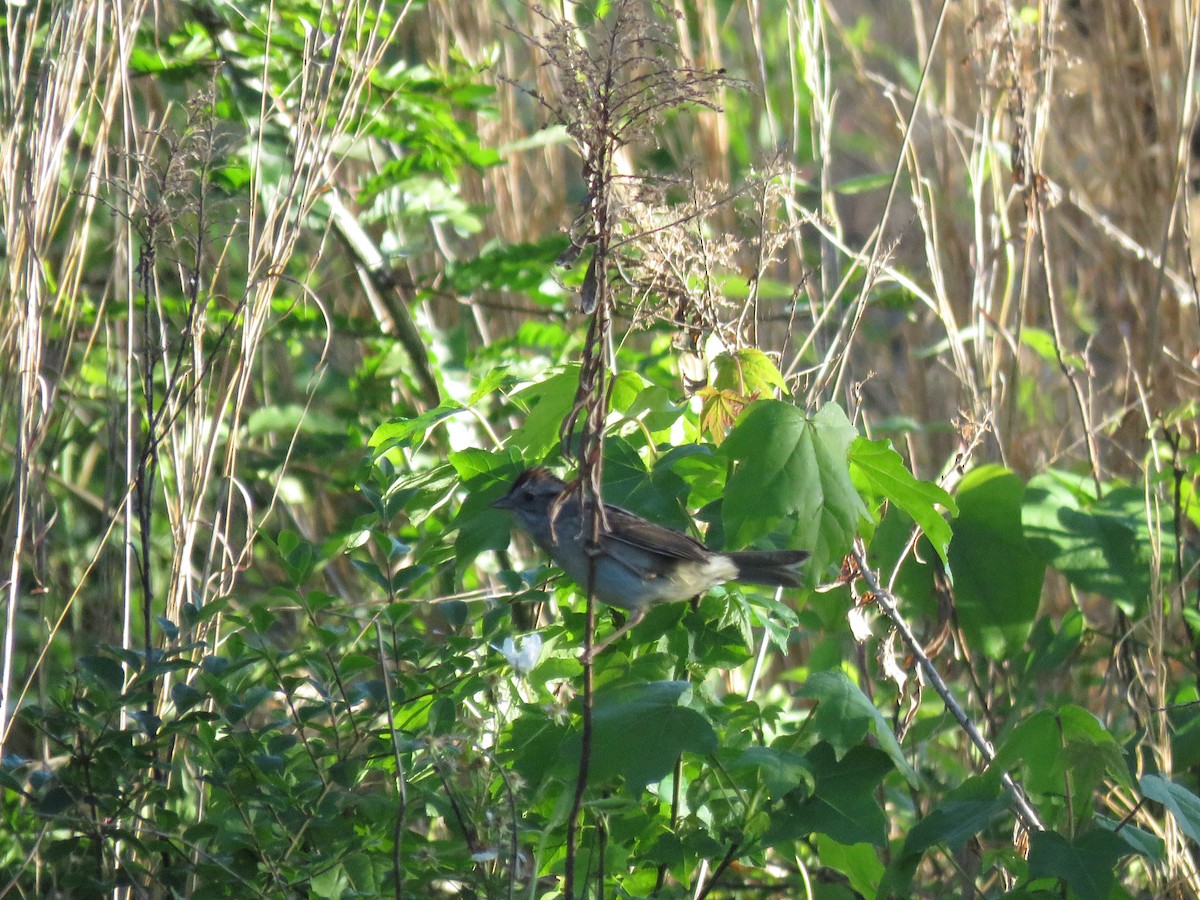 Swamp Sparrow - ML618053681