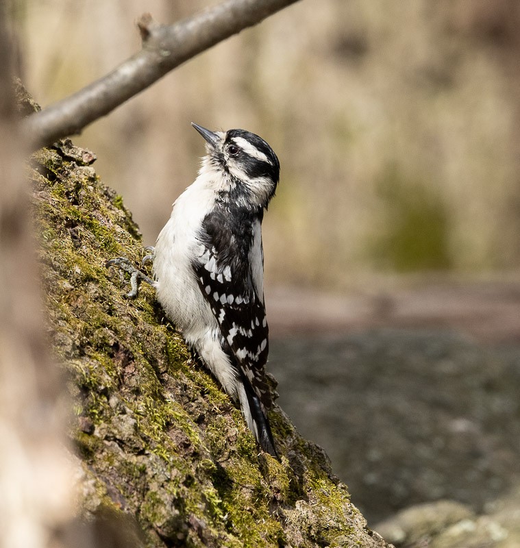 Downy Woodpecker - Barrie Raik