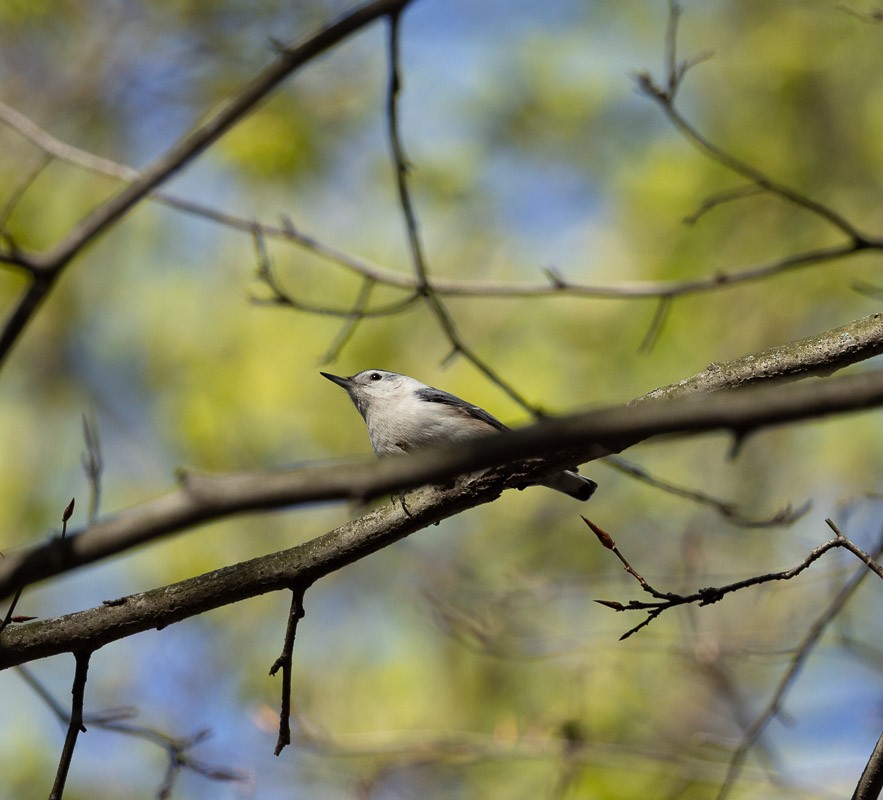 White-breasted Nuthatch - Barrie Raik