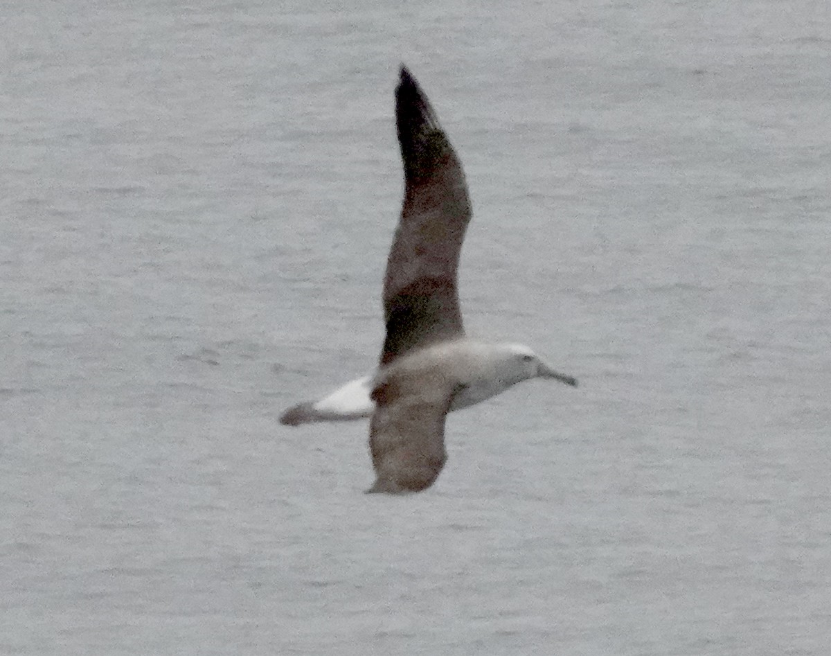 albatros snarský - ML618053724