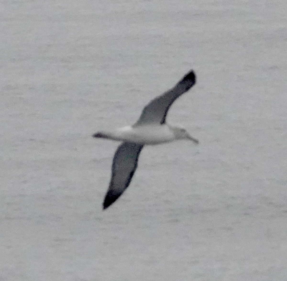 Salvin's Albatross - ML618053726