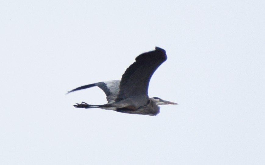 Great Blue Heron - Richard Buist