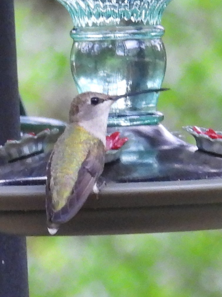 hummingbird sp. - Annelia Williams