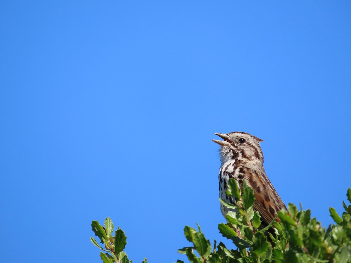 Song Sparrow - Kaiting H
