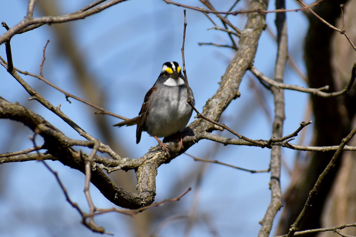 White-throated Sparrow - ML618053769