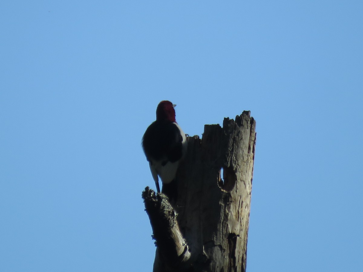 Red-headed Woodpecker - Curtis Mahon