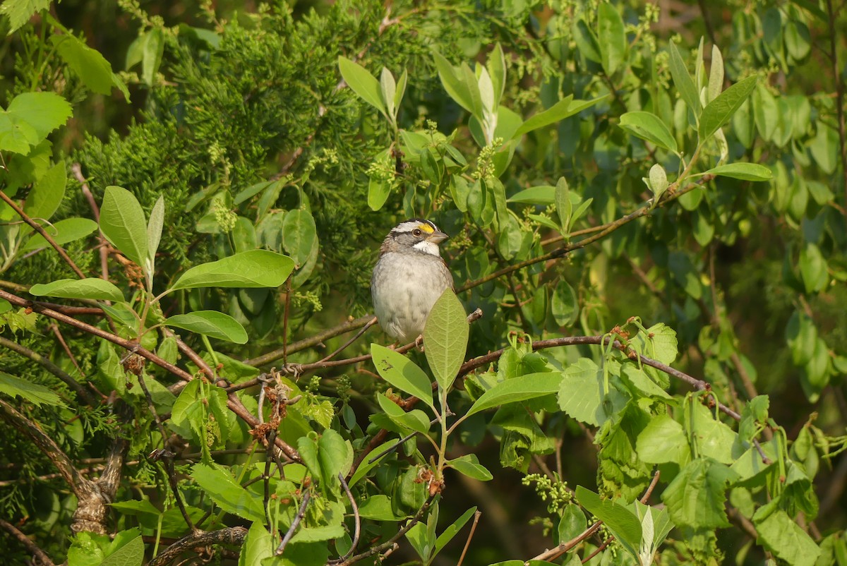 White-throated Sparrow - Frankie Clark