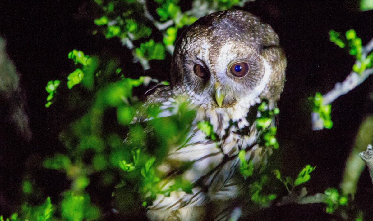 Mottled Owl - Nathan Tea