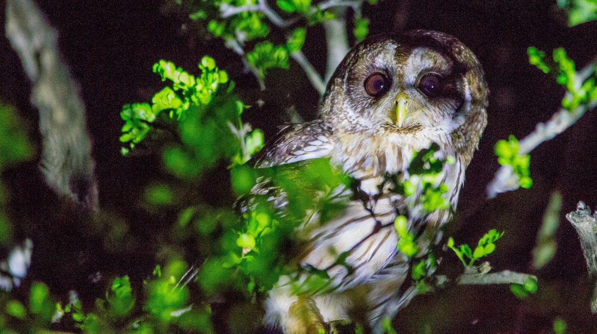 Mottled Owl - Nathan Tea