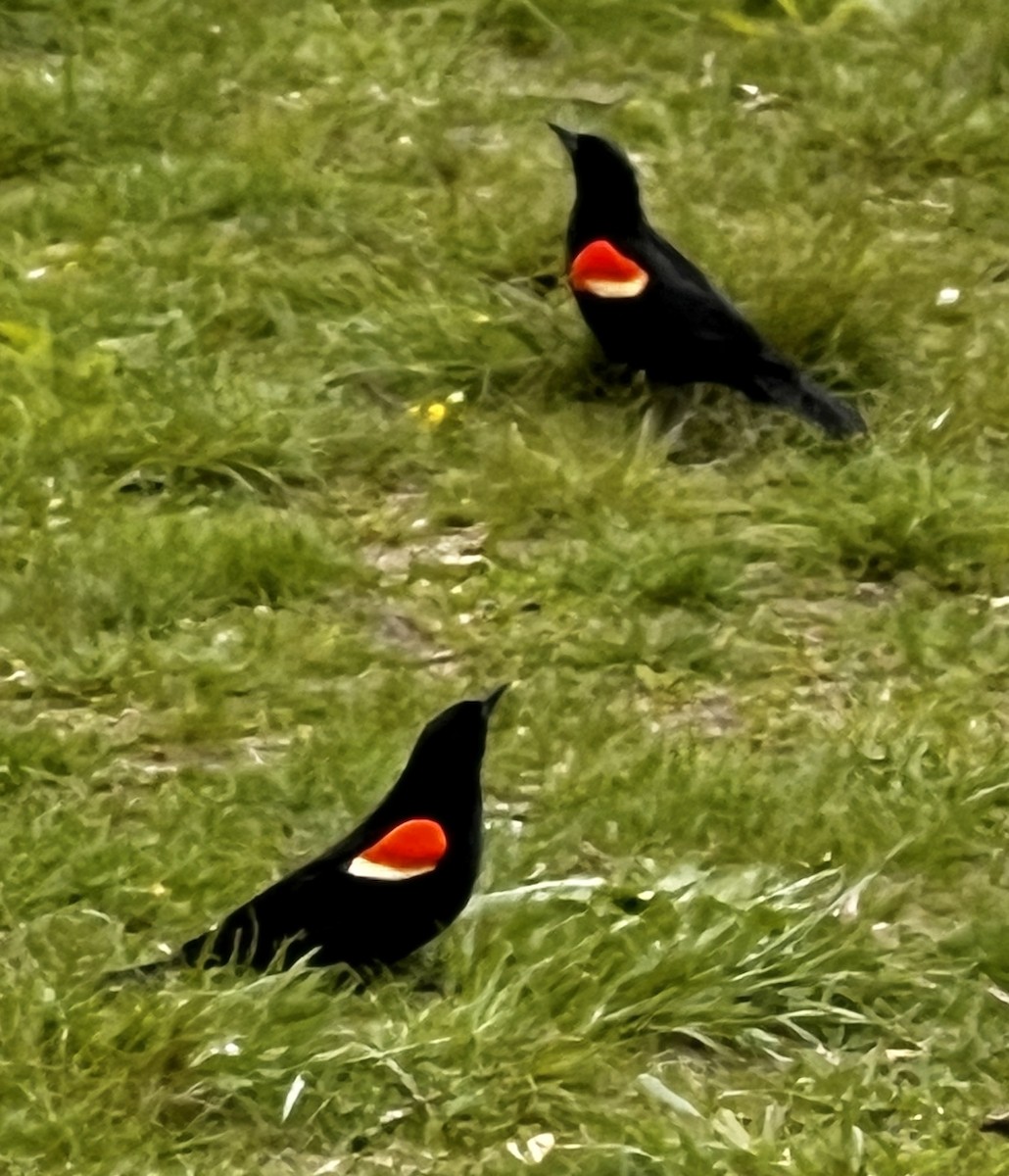 Red-winged Blackbird - Alison Quammie