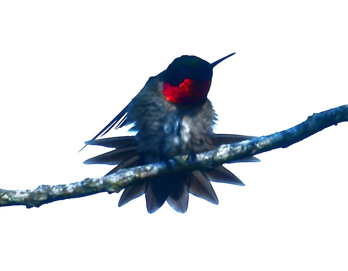 Ruby-throated Hummingbird - MJ Heatherington