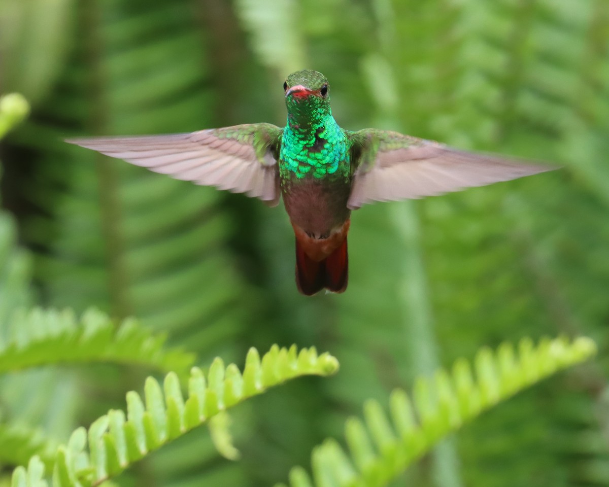 Rufous-tailed Hummingbird (Rufous-tailed) - Dan Kempf