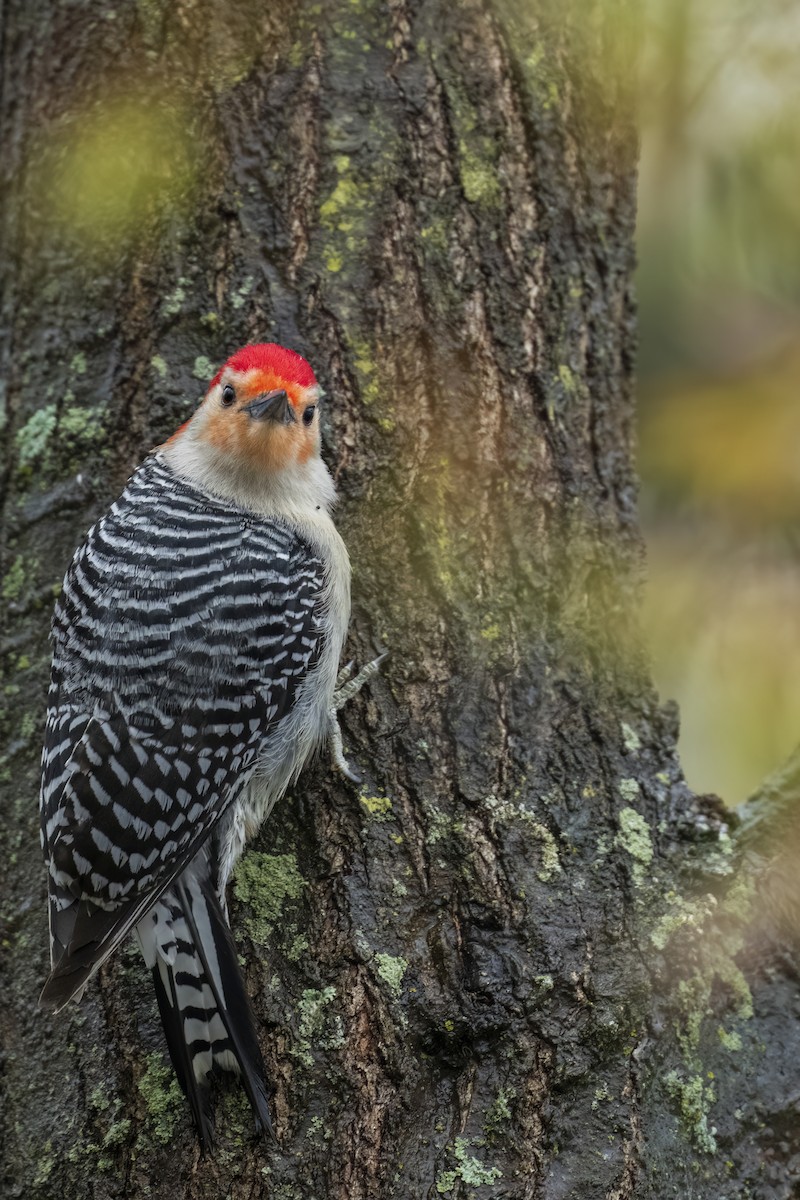 Red-bellied Woodpecker - Ewa Golebiowska