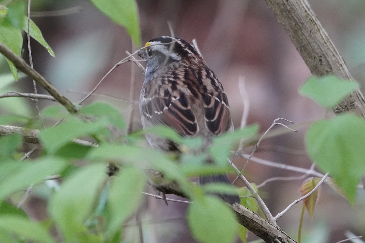 White-throated Sparrow - Greg Hertler