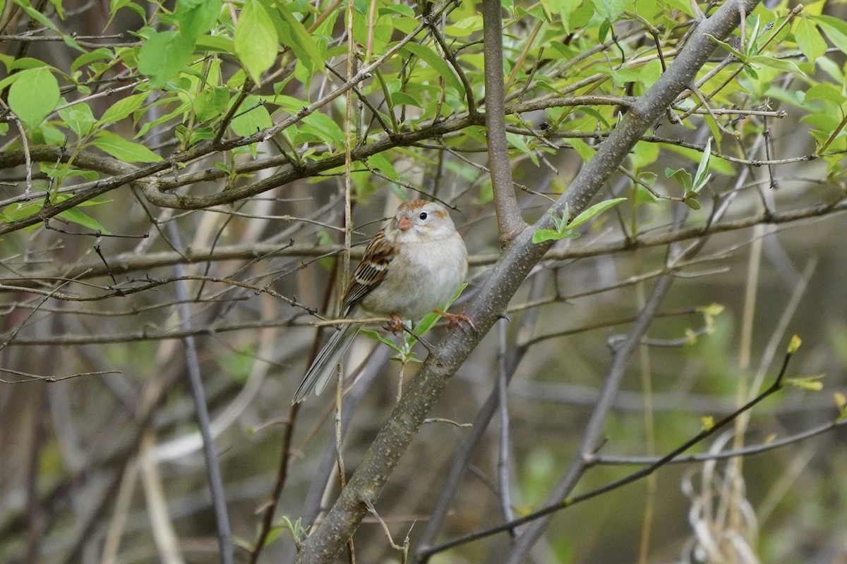 Field Sparrow - ML618053895