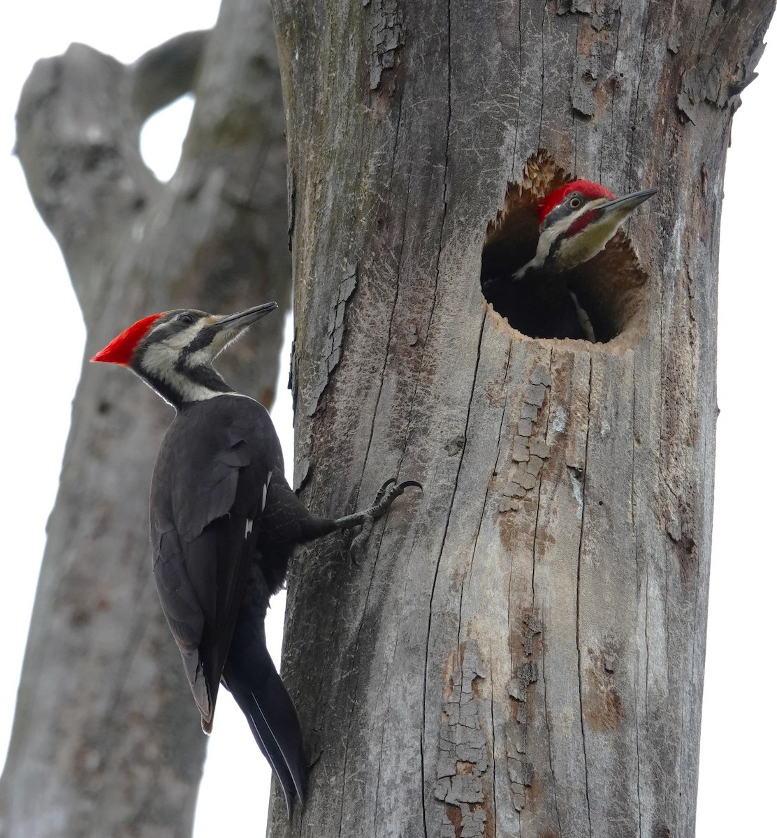 Pileated Woodpecker - ML618053910