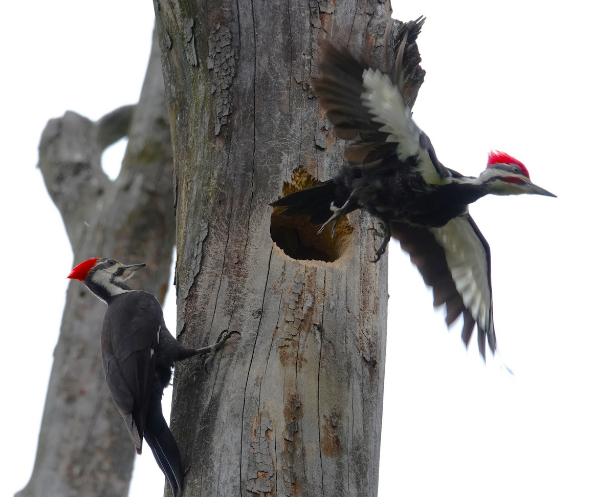 Pileated Woodpecker - Brian Lineaweaver