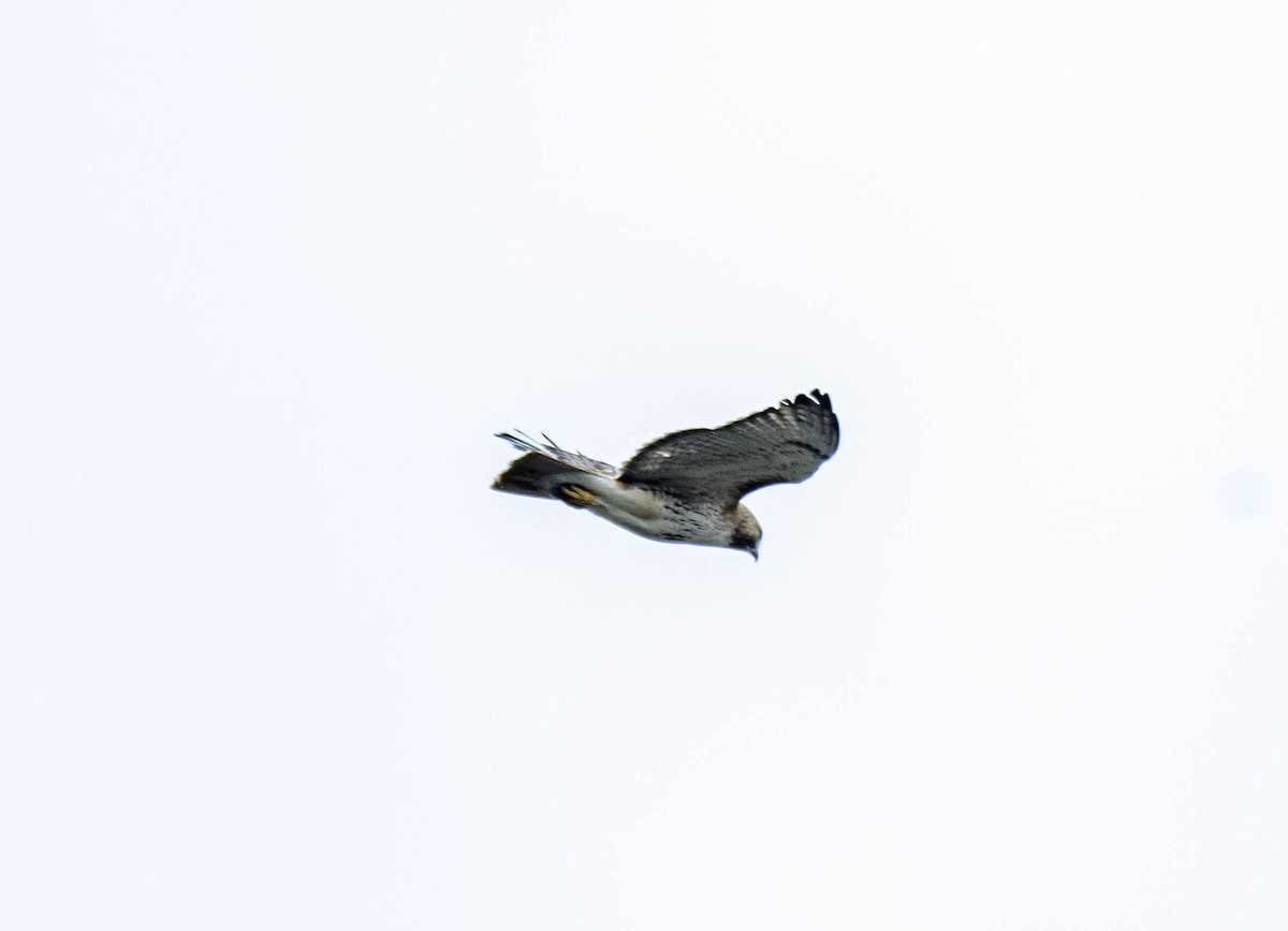 Red-tailed Hawk - Estela Quintero-Weldon