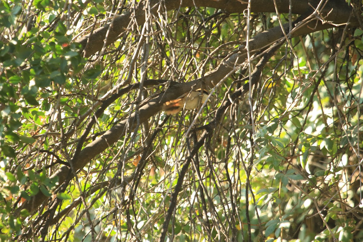 Thorn-tailed Rayadito - Darwin Moreno