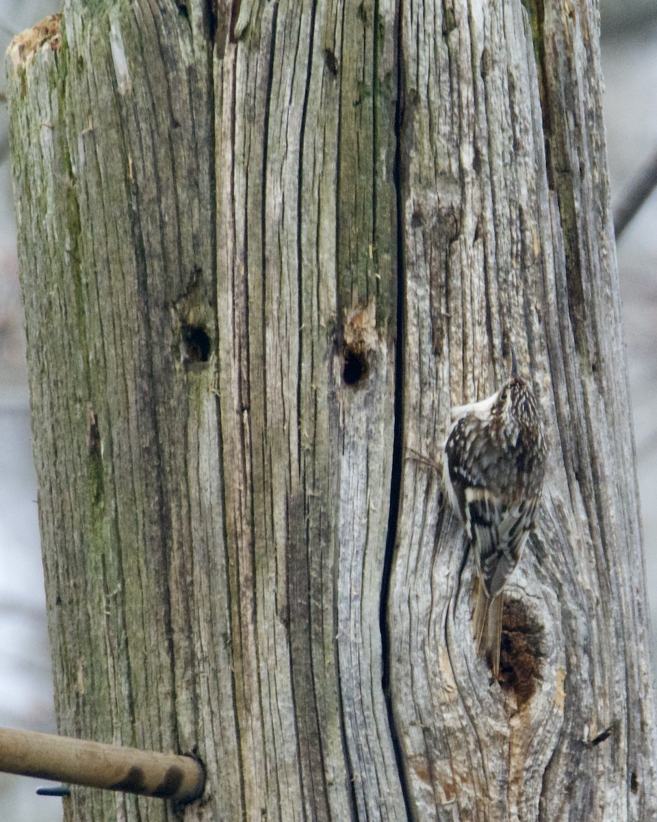 Brown Creeper - Larry Waddell
