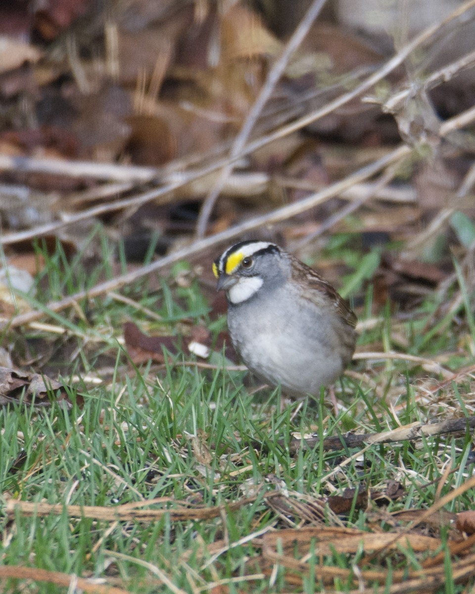 White-throated Sparrow - Larry Waddell