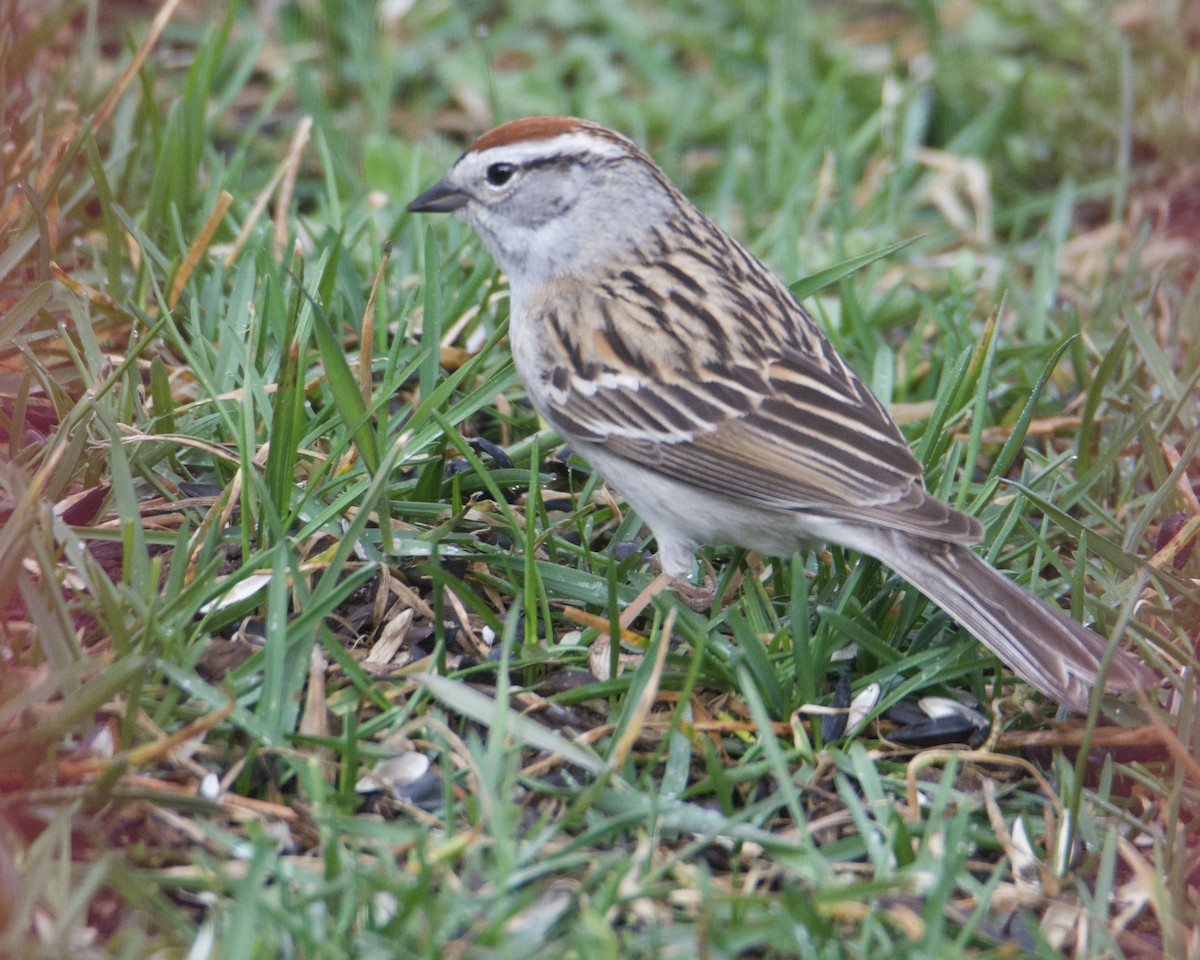 Chipping Sparrow - ML618054022